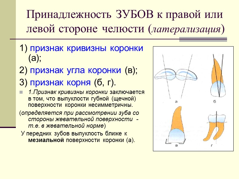 Принадлежность ЗУБОВ к правой или левой стороне челюсти (латерализация)  1) признак кривизны коронки